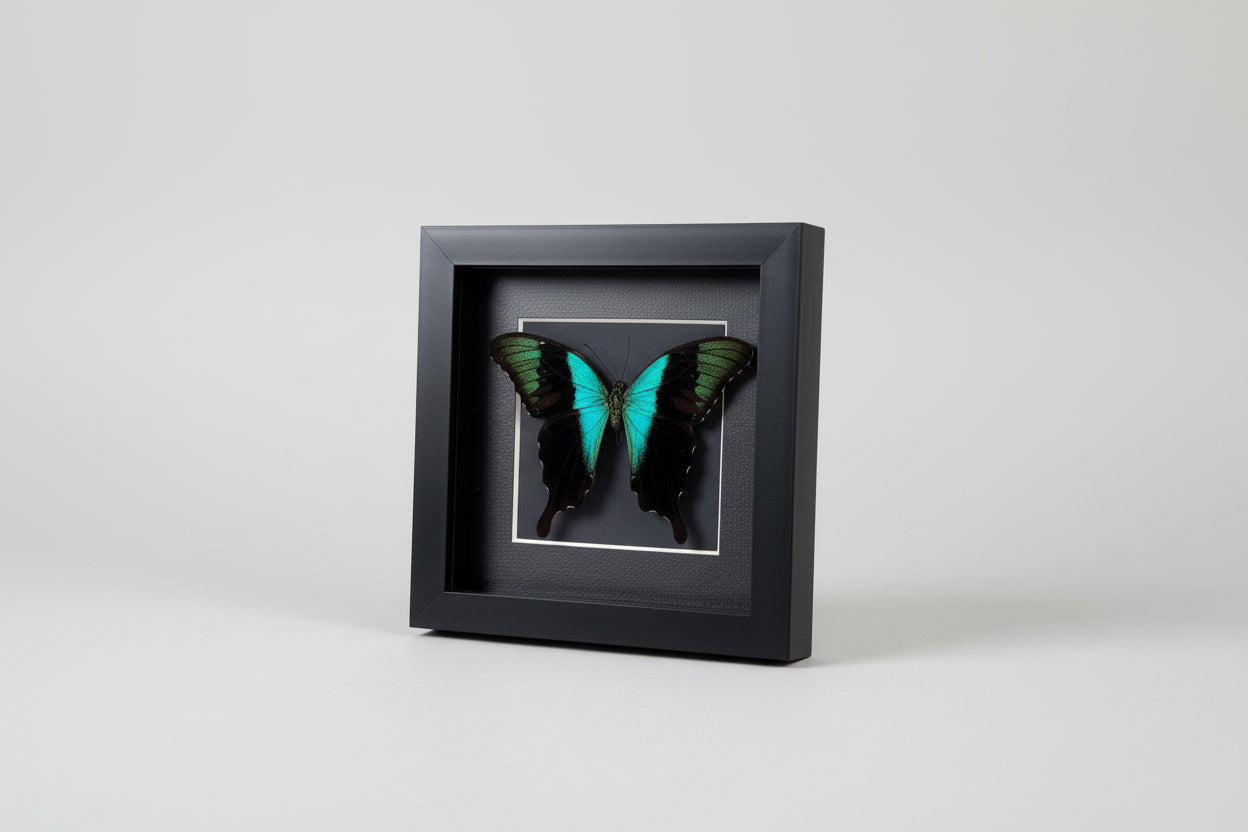 Framed butterfly with green wings on a white background
