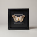 Framed moth specimen on a black background frame