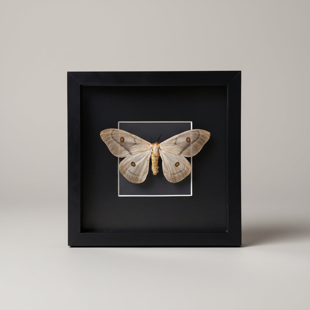 Framed moth specimen on a black background frame