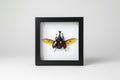 Framed insect display on a white background