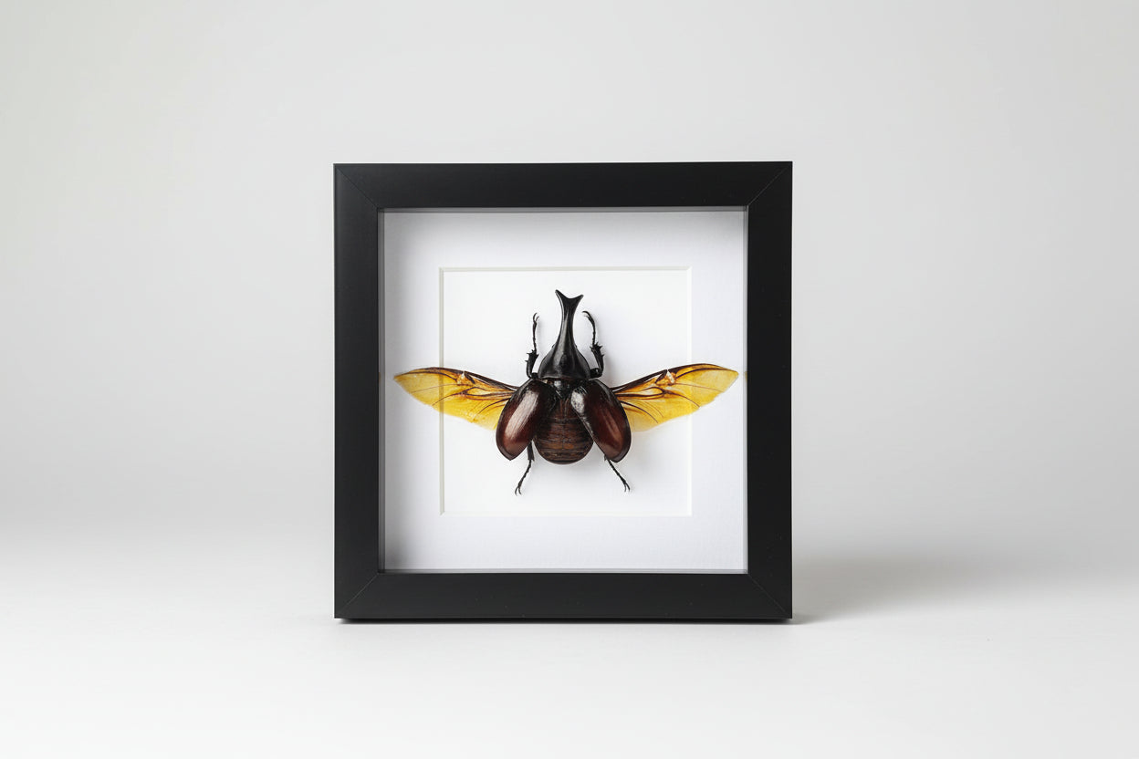 Framed insect display on a white background