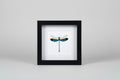 Framed dragonfly on a white background
