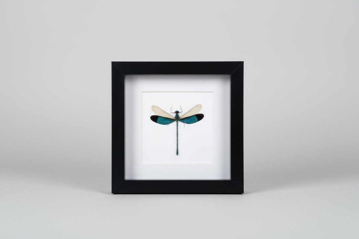 Framed dragonfly on a white background