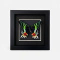 Framed Madagascan Sunset Moth (Chrysiridia rhipheus) Specimen in 6x6" Black Shadow Box