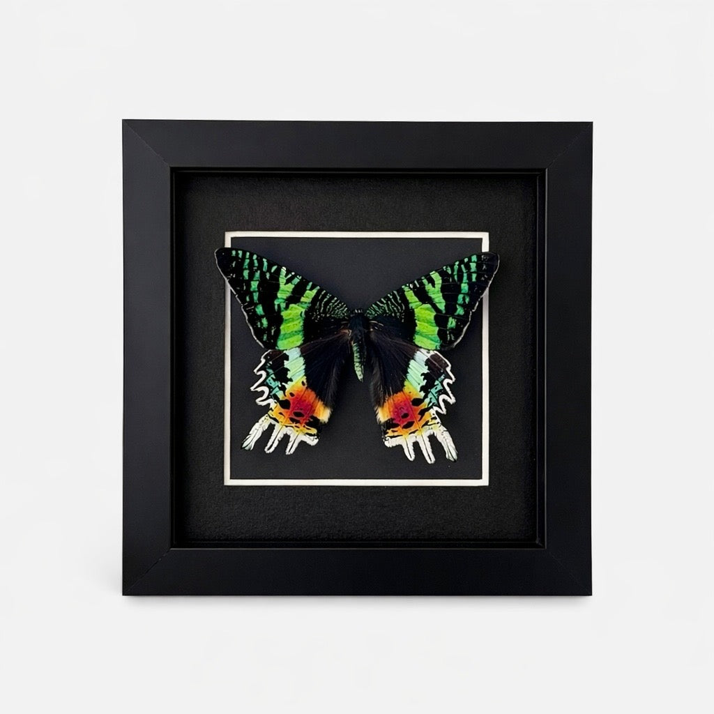 Framed Madagascan Sunset Moth (Chrysiridia rhipheus) Specimen in 6x6" Black Shadow Box