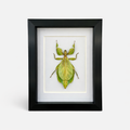 Framed Walking Leaf Insect (Phyllium celebicum) Specimen in 5x7" Black Shadow Box