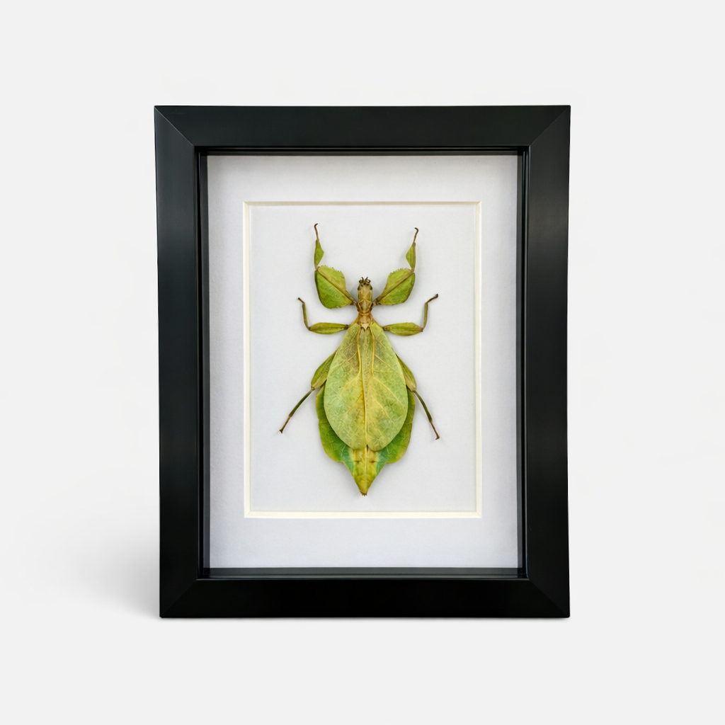 Framed Walking Leaf Insect (Phyllium celebicum) Specimen in 5x7" Black Shadow Box