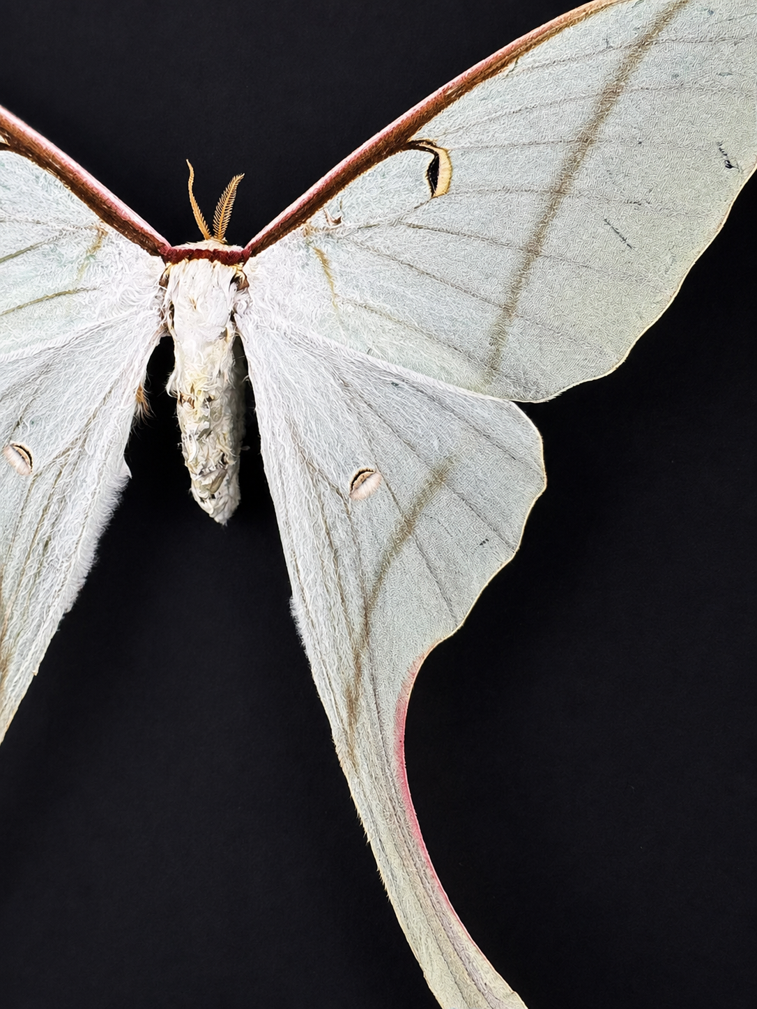 Framed Female Pink Spirit Moth (actias rhodopneuma) in a 8x8” Black Shadow Box