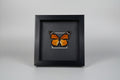 Framed butterfly display with a black frame 