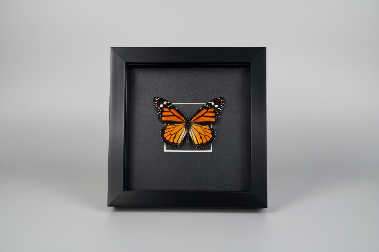 Framed butterfly display with a black frame 
