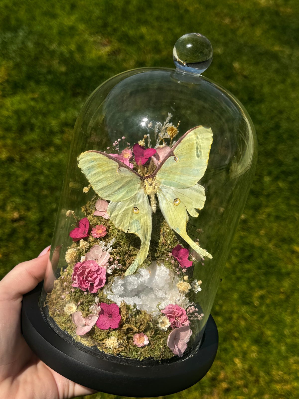 Luna Moth Specimen with Pink Dried Florals and Clear Quartz Geode