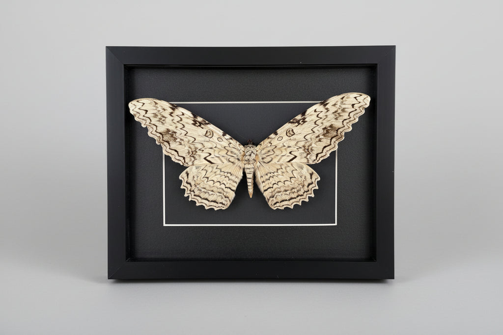 Framed White Witch Moth specimen on a gray background