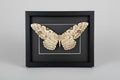 Framed White Witch Moth specimen on a gray background