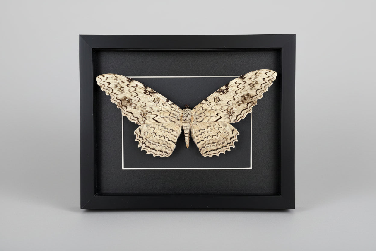 Framed White Witch Moth specimen on a gray background