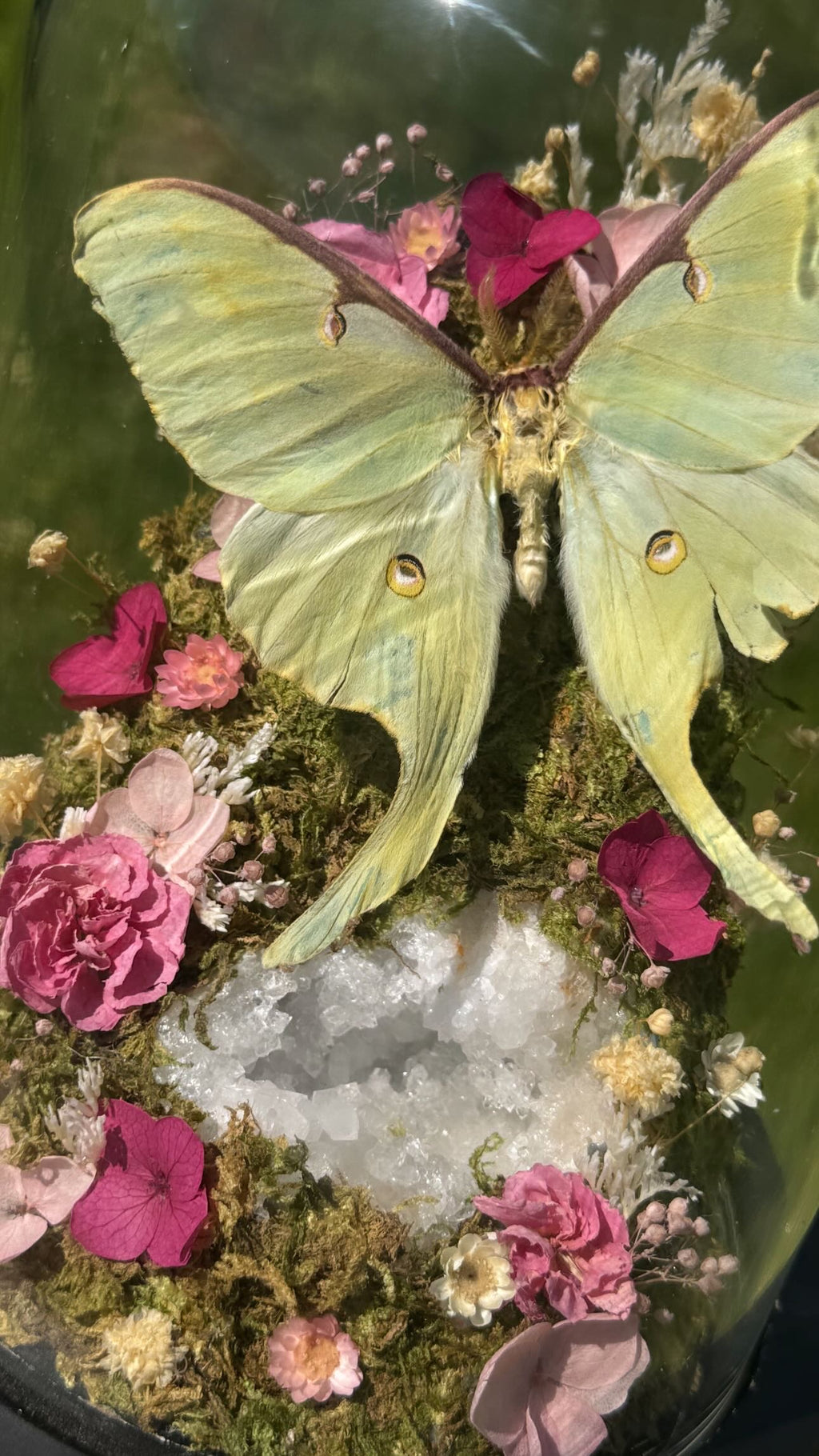 Luna Moth Specimen with Pink Dried Florals and Clear Quartz Geode