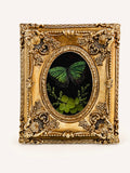 Green oakblue Specimen (Arhopala eumolphus) in Gold Ornate Frame