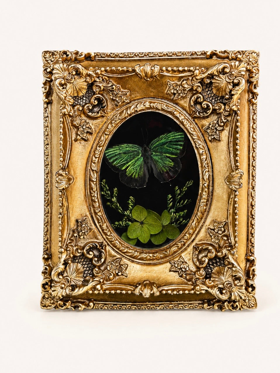 Green oakblue Specimen (Arhopala eumolphus) in Gold Ornate Frame