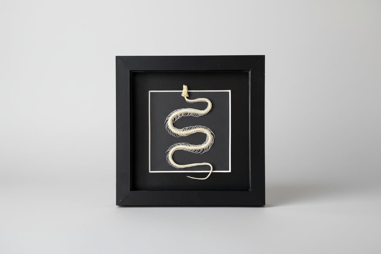Decorative wall art with a snake design in a black frame on a light gray background