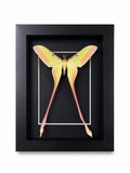 Framed Male Chinese Moon Moth (Actias dubernardi) Specimen in 5x7” Black Shadow Box