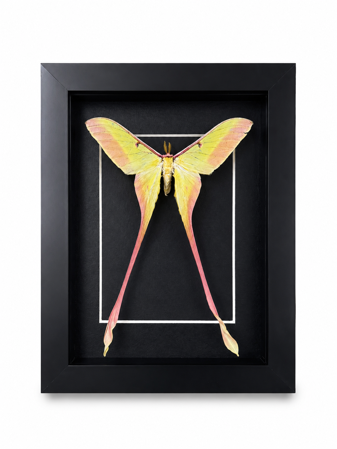 Framed Male Chinese Moon Moth (Actias dubernardi) Specimen in 5x7” Black Shadow Box