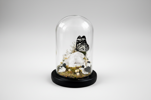 Glass dome with butterfly and decorative elements on a white background