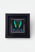 Green and blue butterfly in a black frame on a white background