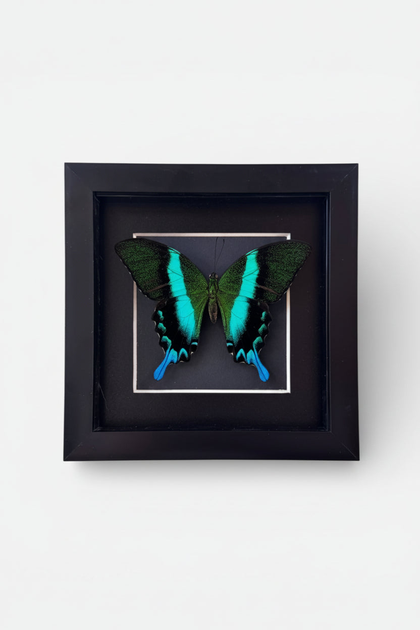 Green and blue butterfly in a black frame on a white background