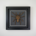 Framed tarantula on a gray background