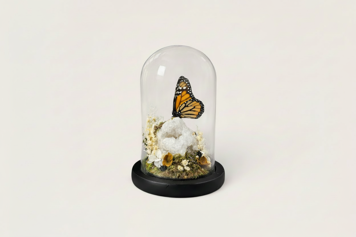 Butterfly encased in a glass dome with decorative elements on a white background