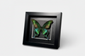 Framed butterfly with green and brown wings on a white background