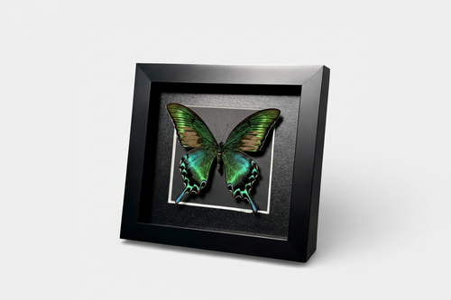 Framed butterfly with green and brown wings on a white background