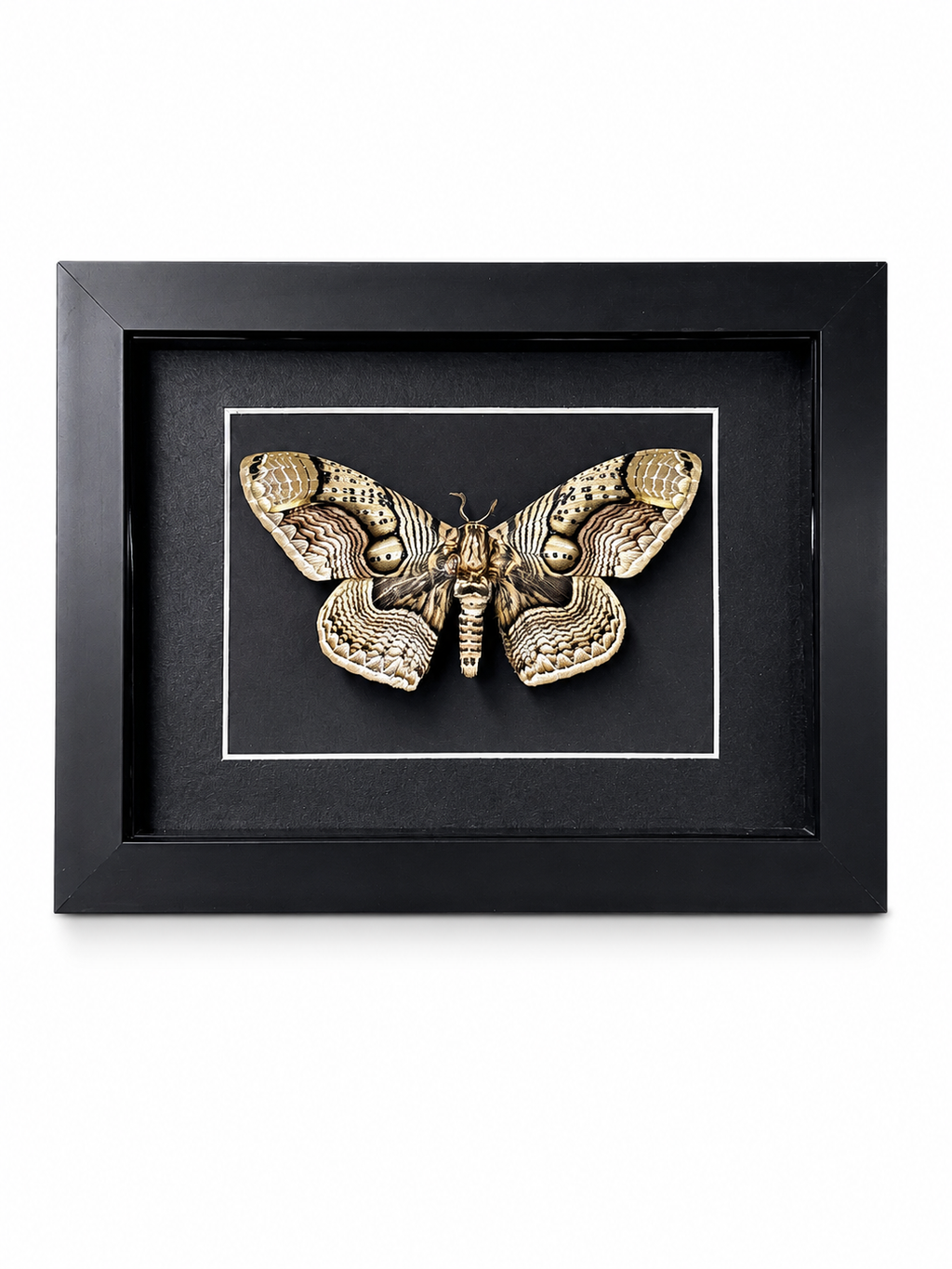 Framed Owl Moth (Brahmaea wallichii) Specimen in 5x7" Black Shadow Box