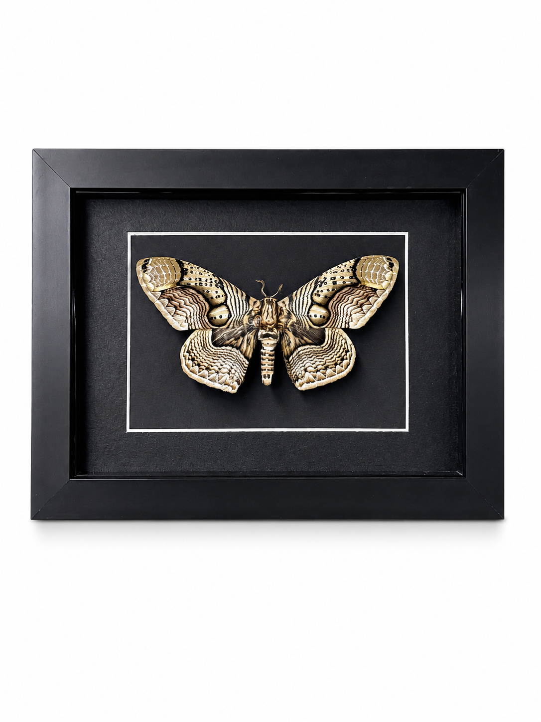 Framed Owl Moth (Brahmaea wallichii) Specimen in 5x7" Black Shadow Box