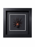 Framed Chinese Hourglass Spider (Cyclocosmia ricketti) Specimen in 6x6" Black Shadow Box