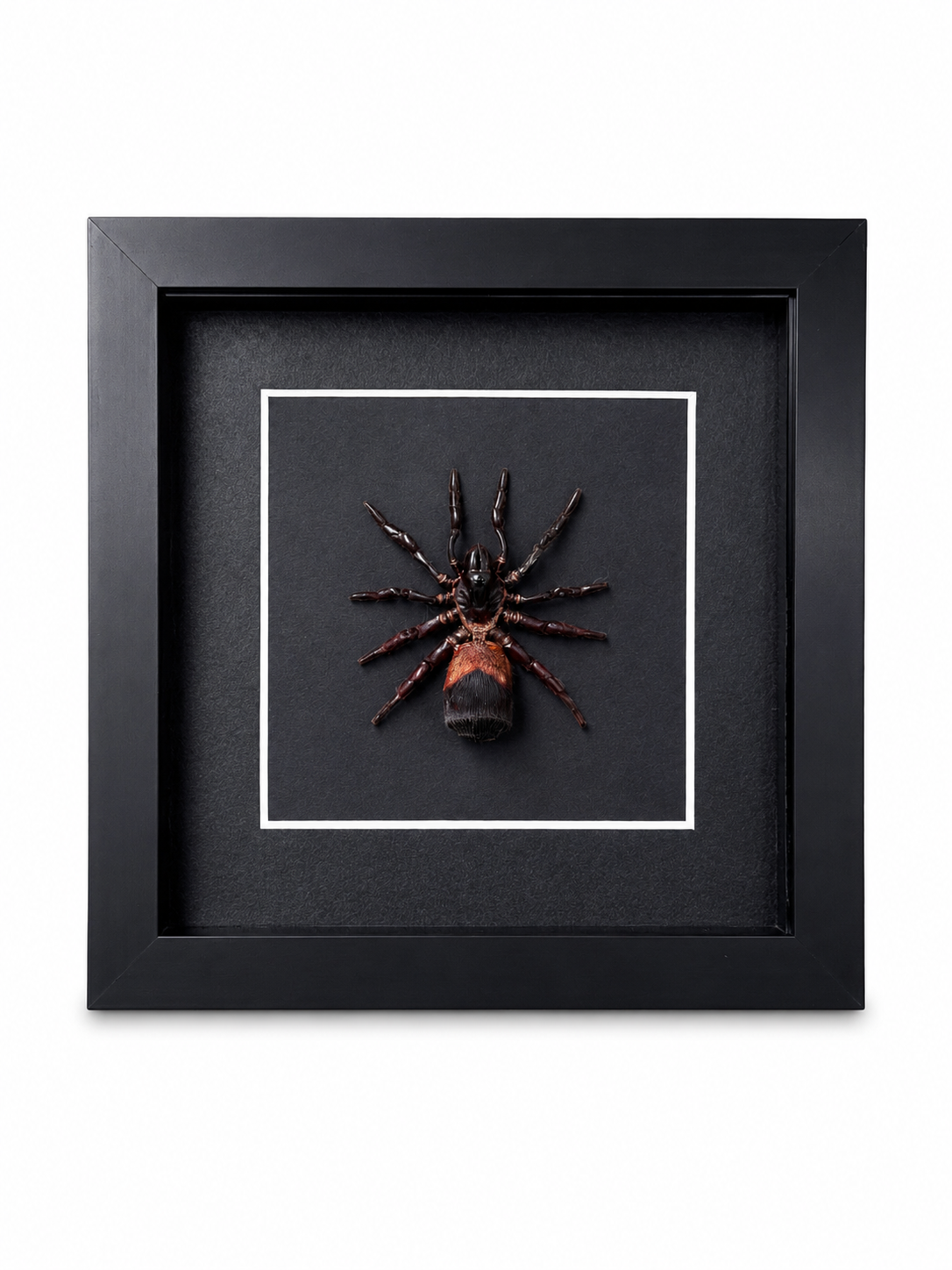Framed Chinese Hourglass Spider (Cyclocosmia ricketti) Specimen in 6x6" Black Shadow Box