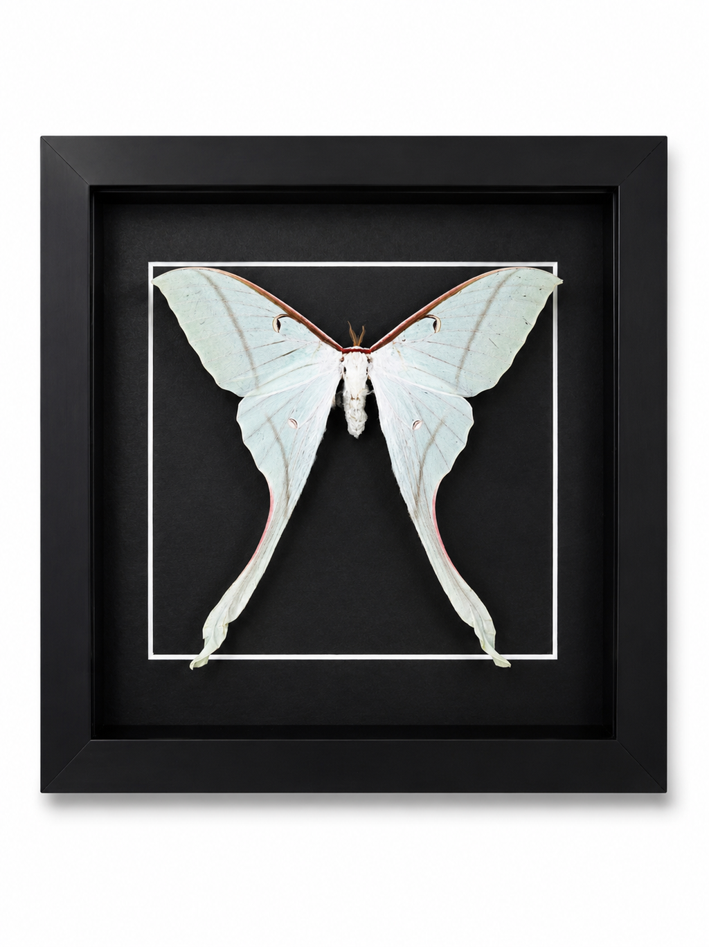 Framed Female Pink Spirit Moth (actias rhodopneuma) in a 8x8” Black Shadow Box