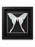 Framed Female Pink Spirit Moth (actias rhodopneuma) in a 8x8” Black Shadow Box
