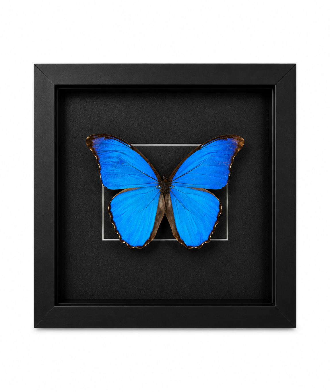 Framed Giant Blue Morpho (Morpho Menelaus Didius) Specimen in a 8x8” Black Shadow Box