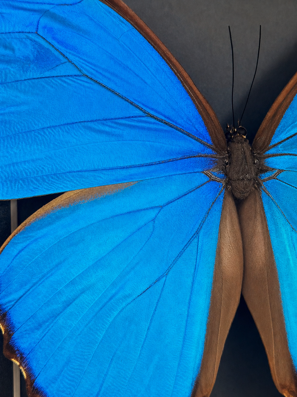 Framed Giant Blue Morpho (Morpho Menelaus Didius) Specimen in a 8x8” Black Shadow Box