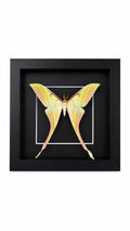 Framed Male Pink Spirit Moth (Actias rhodopneuma) Specimen in a 6x6” Black Shadow Box