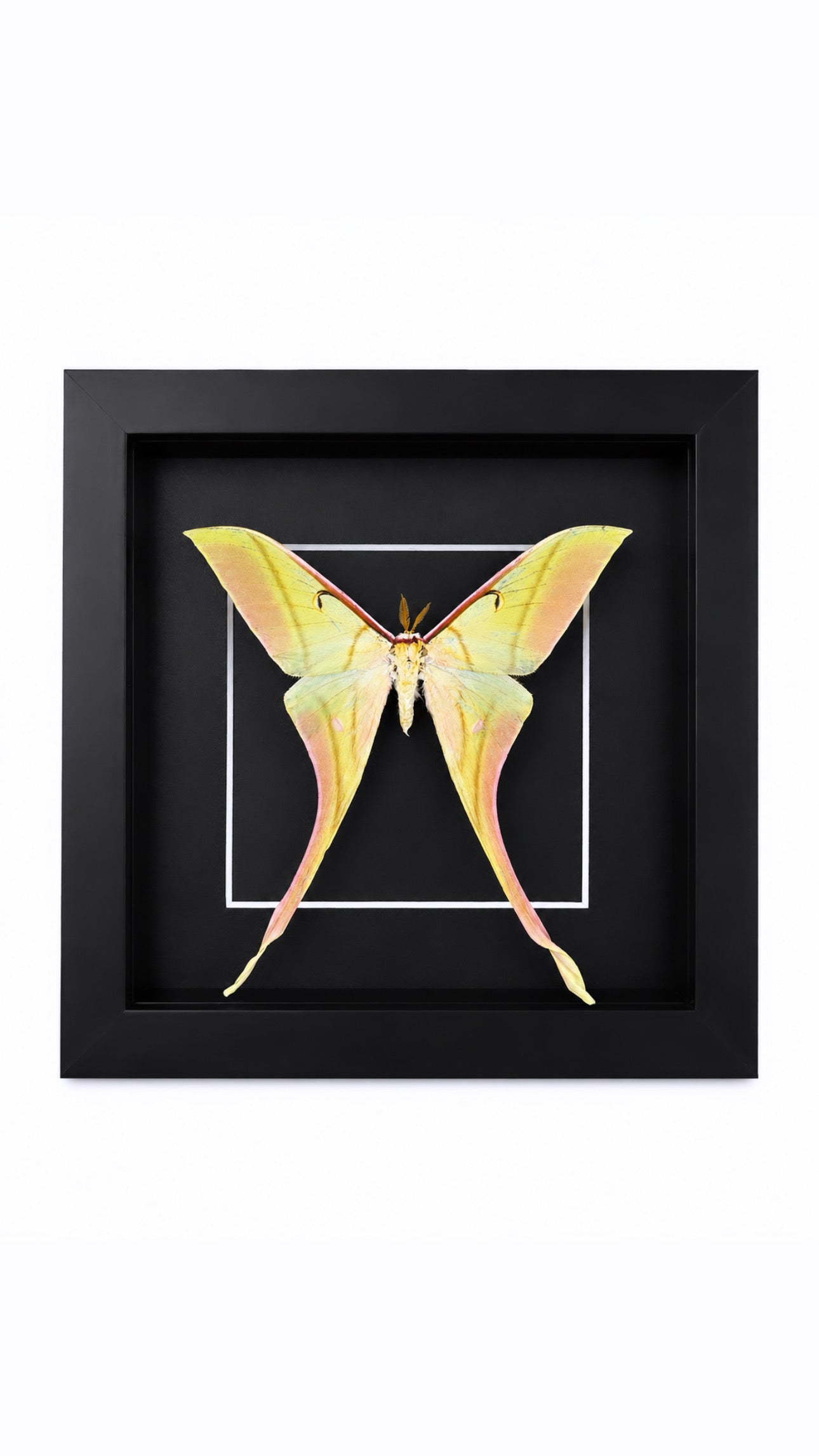 Framed Male Pink Spirit Moth (Actias rhodopneuma) Specimen in a 6x6” Black Shadow Box