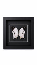 Framed Mother of Pearl Butterfly (Salamis Duprei) Specimen in a 6x6” Black Shadow Box