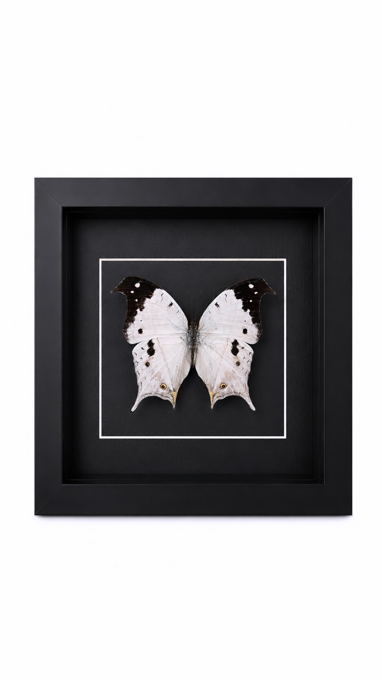 Framed Mother of Pearl Butterfly (Salamis Duprei) Specimen in a 6x6” Black Shadow Box