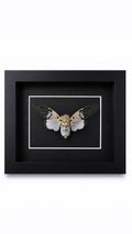 Framed White Ghost Cicada (Ayuthia spectabile) Specimen in a 5x7” Black Shadow Box