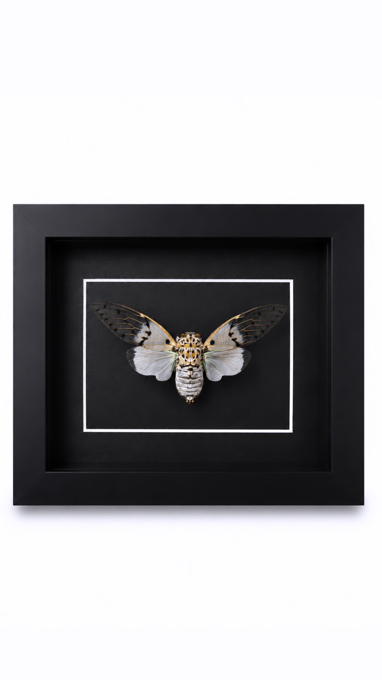 Framed White Ghost Cicada (Ayuthia spectabile) Specimen in a 5x7” Black Shadow Box