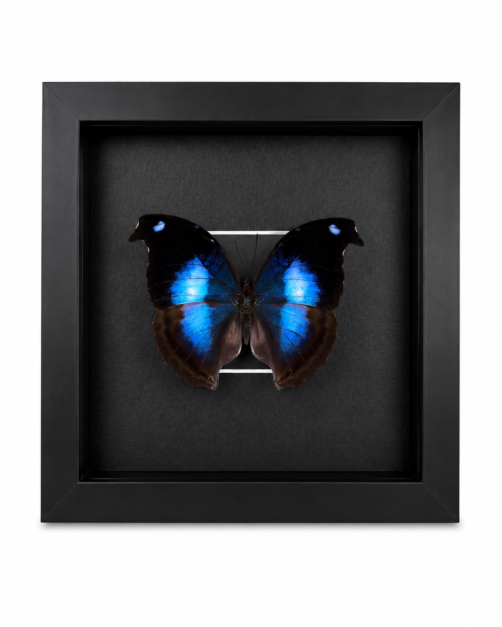 Framed Great Blue Hookwing Butterfly (Napeocles jucunda) Specimen in a 6x6” Black Shadow Box