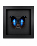 Framed Great Blue Hookwing Butterfly (Napeocles jucunda) Specimen in a 6x6” Black Shadow Box