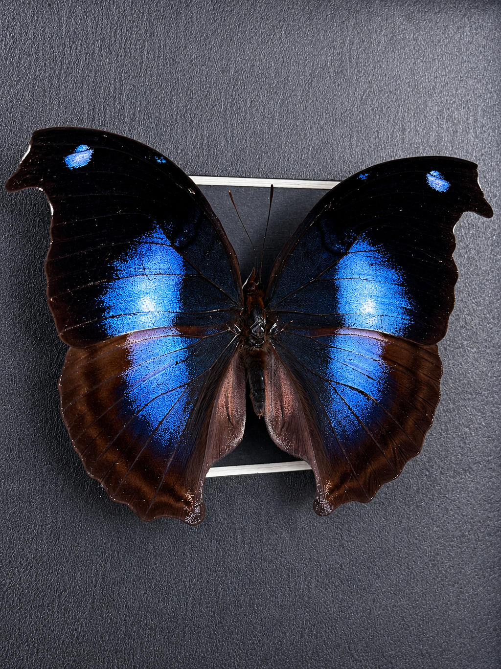 Framed Great Blue Hookwing Butterfly (Napeocles jucunda) Specimen in a 6x6” Black Shadow Box