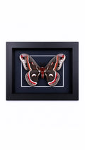 Framed Male Cecropia Moth (Hyalophora cecropia) Specimen in a 5x7” Black Shadow Box