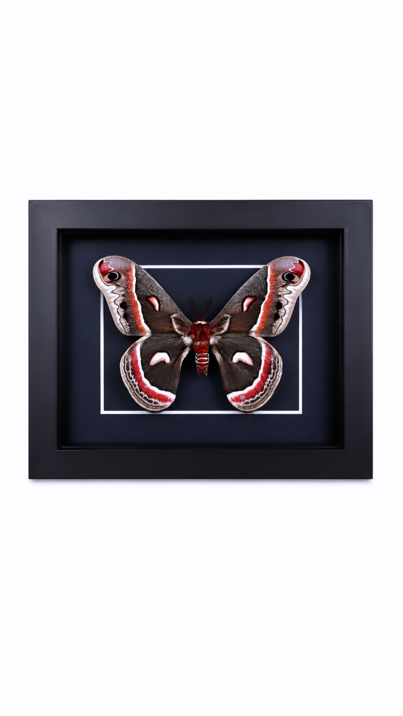 Framed Male Cecropia Moth (Hyalophora cecropia) Specimen in a 5x7” Black Shadow Box